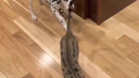 Bengal cat and Dalmatian puppy playing