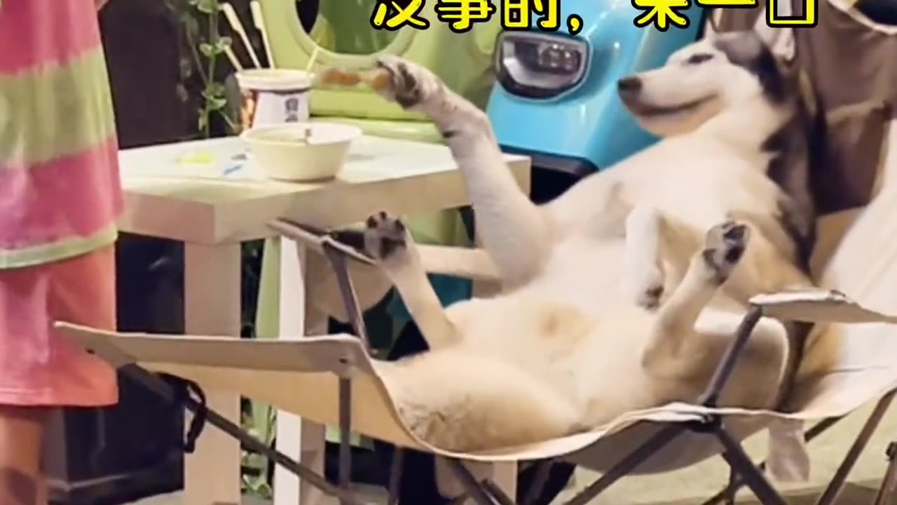 Husky's Daily Life
