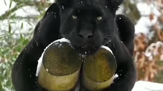 Black panther relaxing in the snow