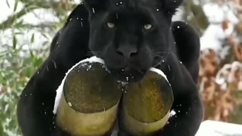 Black panther relaxing in the snow