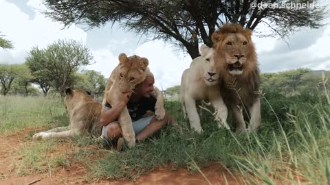 When love is between a man and a lion