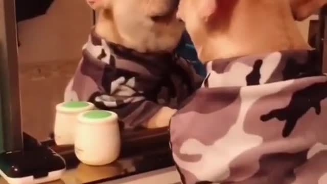 funny dog