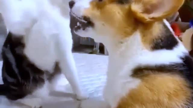 Cat vs cat fighting