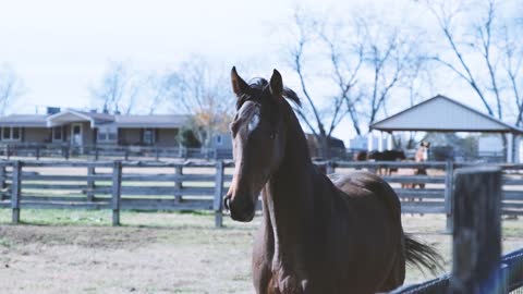 Maye 🐎 horse