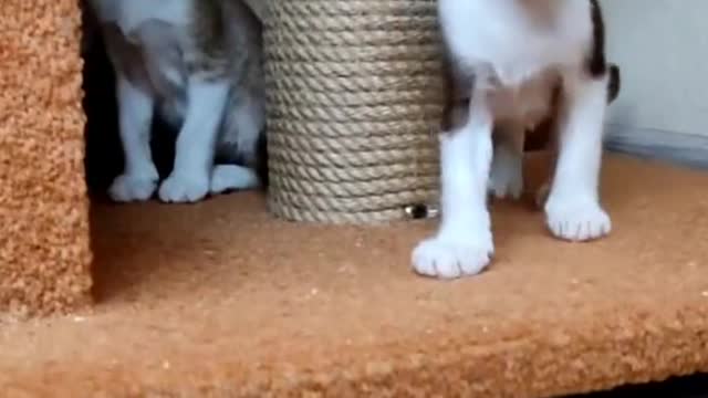 eared... kittens