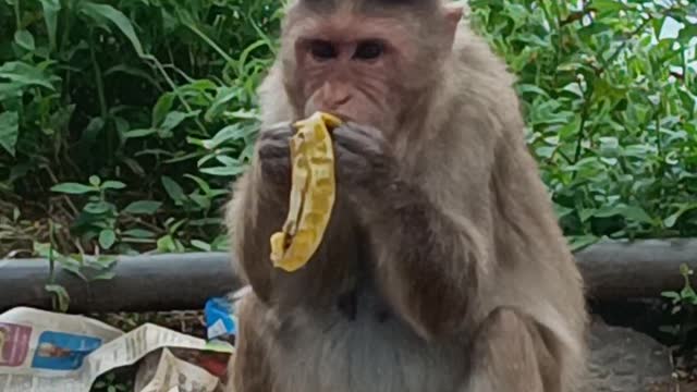 Monkey in the temple