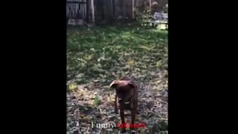 Try Not To Laugh or Grin While Watching Funny Dogs