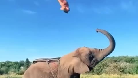 Elephant short video