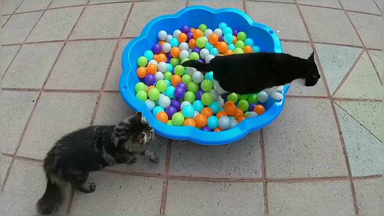 Funny & Cute Cat Compilation Video