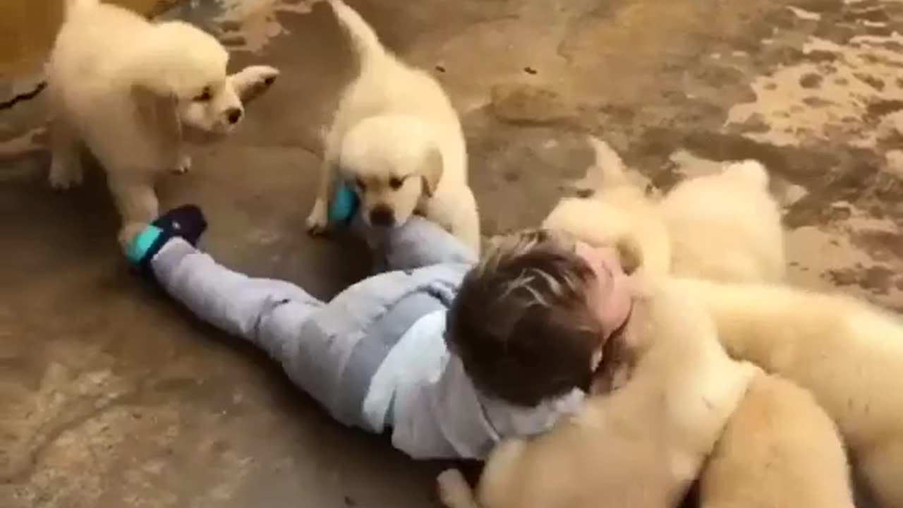 Baby funny with puppies