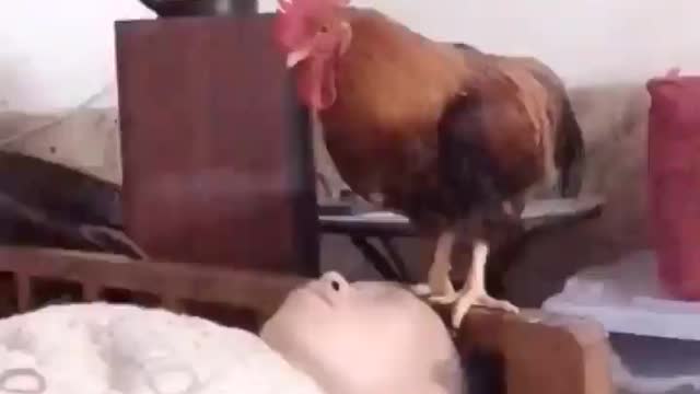 funny video how to weak up any time whit this Chicken 🐔