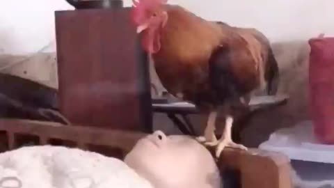 funny video how to weak up any time whit this Chicken 🐔