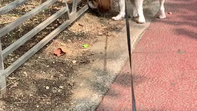 Cute dog's walking time