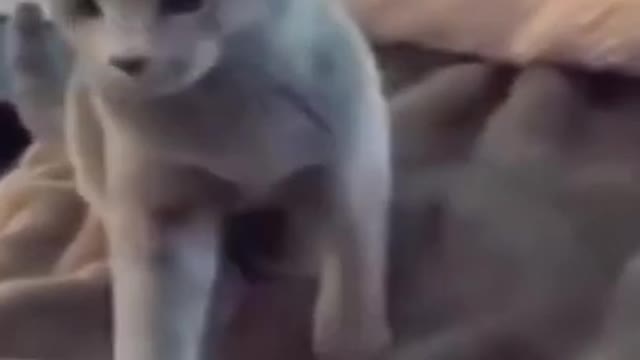 Funny Cat Cleaning Face # shorts