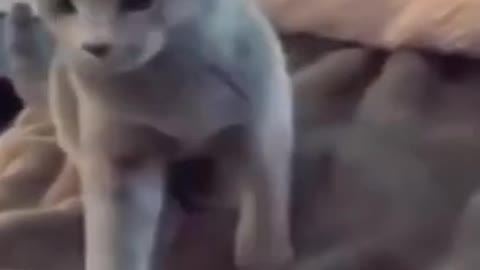 Funny Cat Cleaning Face # shorts