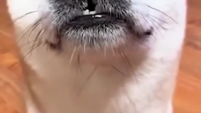 Best funny Cats and Dogs video