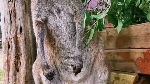 A kangaroo that doesn't shake its hands