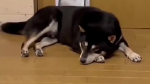 Best great tiktok pets funy video