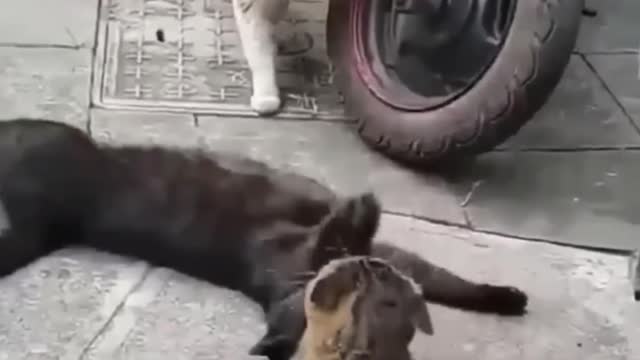 Funny cat