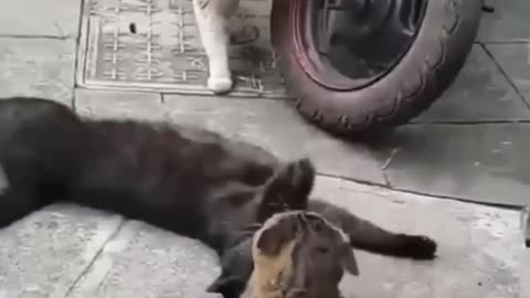 Funny cat