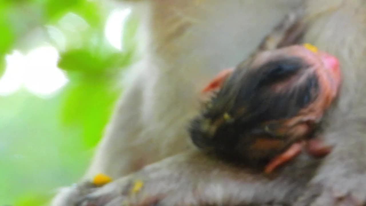 Nice and Freshy Face Of Newborn You Occasionally seen