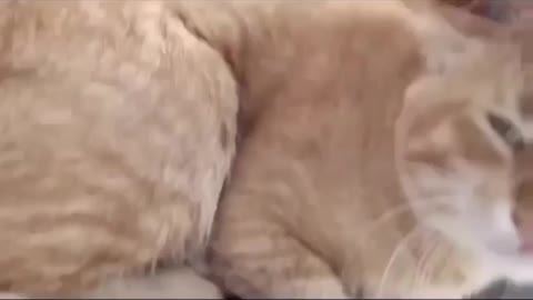 Cute animal behavior makes you happy