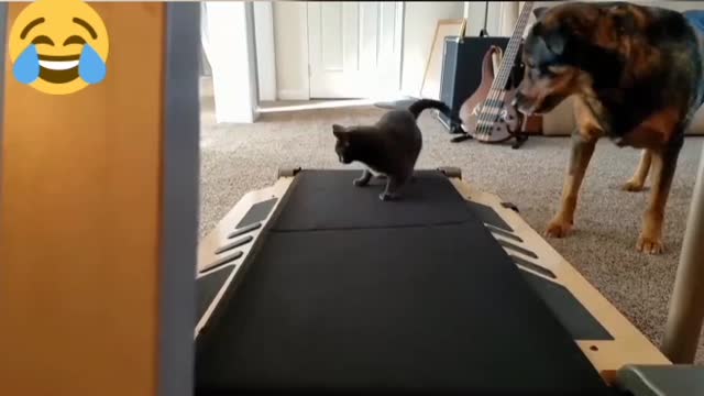 Funny Cats Playing on Treadmills 1