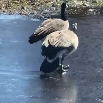 Goose keeps slipping on ice (funny)