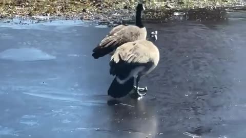 Goose keeps slipping on ice (funny)