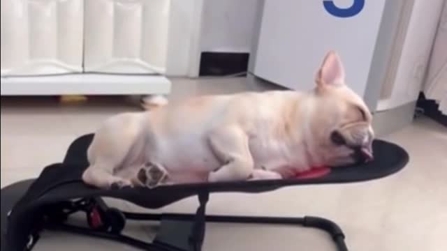 Tired Dog Falls Asleep In Five Seconds