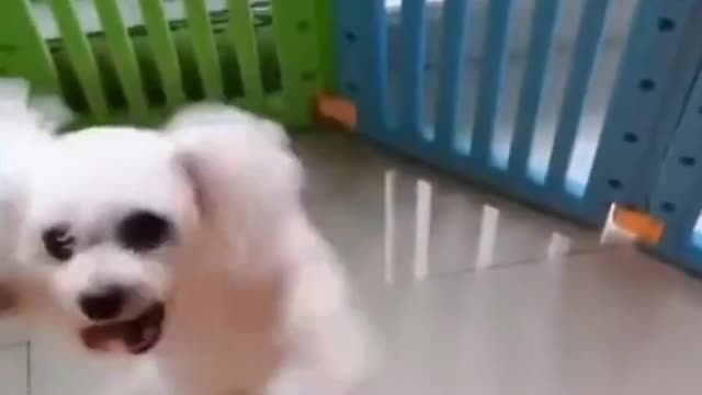 Cute Funny Dogs Compilation #6