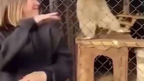 Animals training video