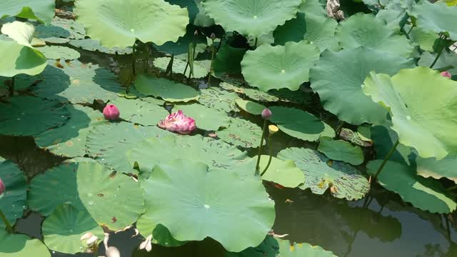 This lotus is so red