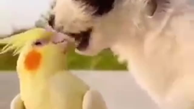 Cute dog and parrot natural love