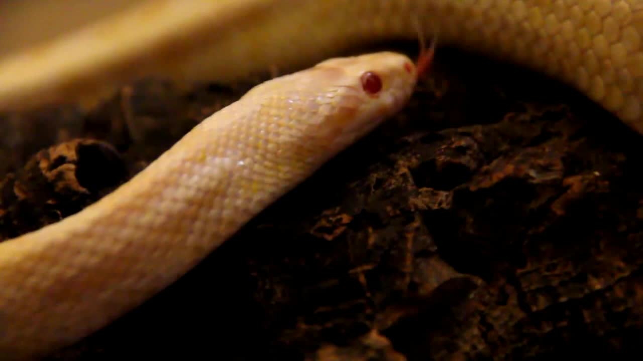 Albino Snakes! 5 Fun Facts from the Fun Fact Channel!