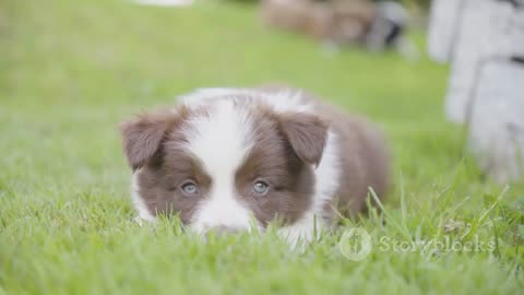 Adorable Puppy Playtime: Heartwarming Moments of Cuddles and Fun
