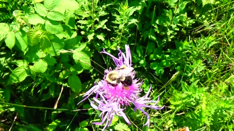Pollination