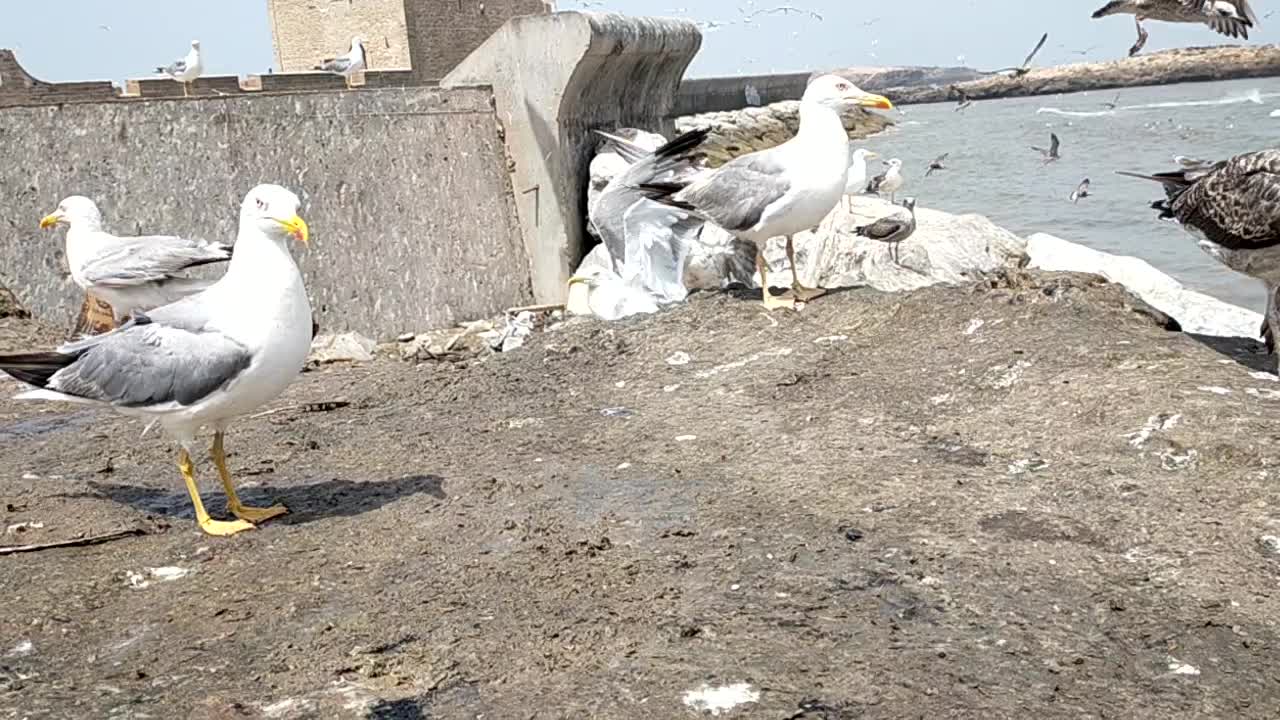 Essaouira