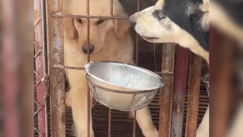 Taking stock of the best losers in the animal kingdom! The Friendship Boat