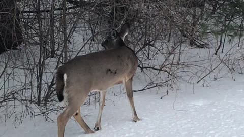 Twig eater