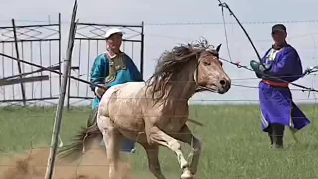 horse