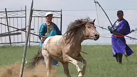 horse