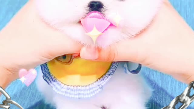 ##💝💝💝🙊🙉funny puppies and cute puppy videos compilation #shorts