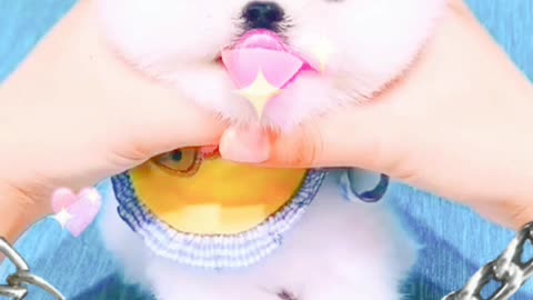 ##💝💝💝🙊🙉funny puppies and cute puppy videos compilation #shorts