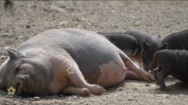 Pig Mom and Baby Pig is very cute.