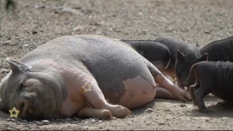 Pig Mom and Baby Pig is very cute.