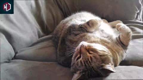 When Your Cat Curls Up With You For Cuddles, Here's What It Really Means