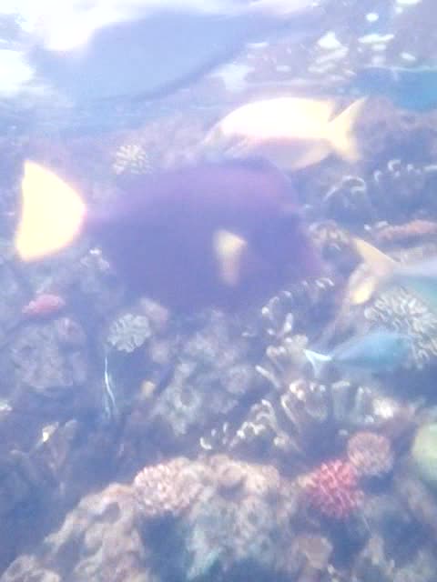 coral reef inhabitants