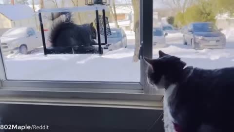 Best funny cats Video 2022 😂