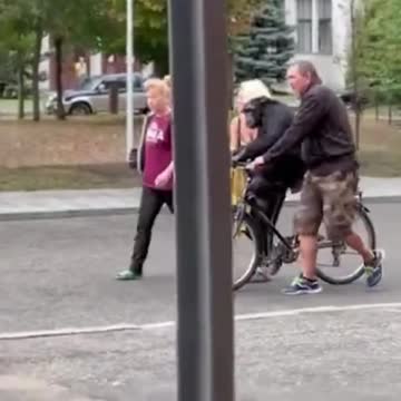 Cute Video Shows Chimp Returning To Zoo On Bike
